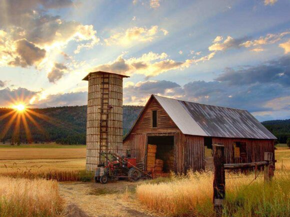 Evcil Hayvanlarınız İçin En Sağlıklı Mama Seçimini Nasıl Yaparsınız?